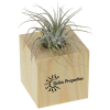 View the Air Plant