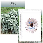 Standard Series Seed Packet - Sage