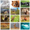 View Image 2 of 2 of Wildlife Calendar - Stapled - 24 hr