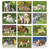 View Image 2 of 2 of Baby Farm Animals Calendar - Spiral