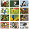 View Image 2 of 2 of Backyard Birds Appointment Calendar - Spiral - 24 hr