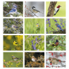 View Image 2 of 2 of Birds of North America Calendar - Spiral
